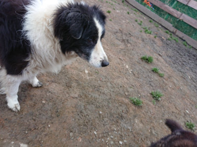 f:id:roukenhome-ann:20190323073540j:plain f:id:roukenhome-ann:20190323073540j:plain