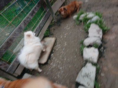 f:id:roukenhome-ann:20190323074135j:plain f:id:roukenhome-ann:20190323074135j:plain