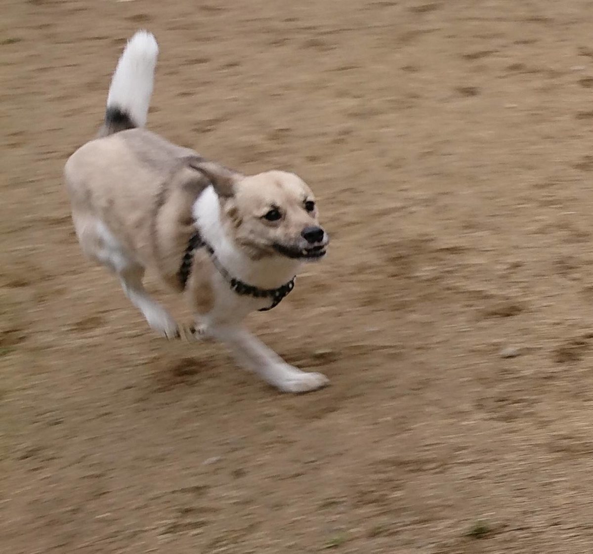 f:id:roukenhome-ann:20190323201617j:plain f:id:roukenhome-ann:20190323201617j:plain