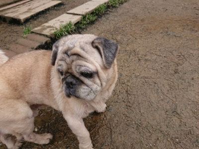 f:id:roukenhome-ann:20190323202213j:plain f:id:roukenhome-ann:20190323202213j:plain