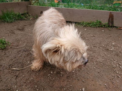 f:id:roukenhome-ann:20190323202239j:plain f:id:roukenhome-ann:20190323202239j:plain