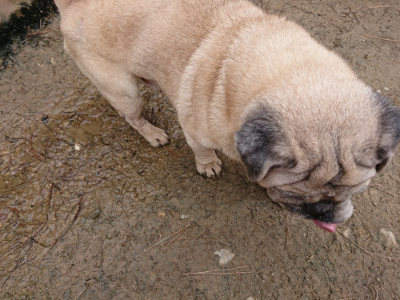 f:id:roukenhome-ann:20190323202322j:plain f:id:roukenhome-ann:20190323202322j:plain