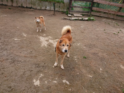 f:id:roukenhome-ann:20190323202437j:plain f:id:roukenhome-ann:20190323202437j:plain