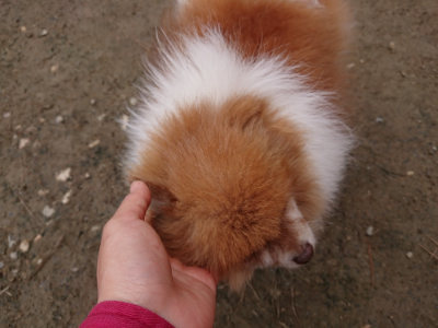 f:id:roukenhome-ann:20190324052002j:plain f:id:roukenhome-ann:20190324052002j:plain