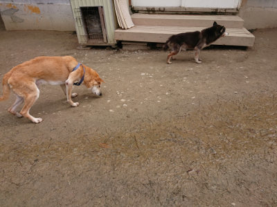 f:id:roukenhome-ann:20190324052043j:plain f:id:roukenhome-ann:20190324052043j:plain