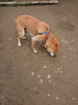 f:id:roukenhome-ann:20190324052110j:plain f:id:roukenhome-ann:20190324052110j:plain