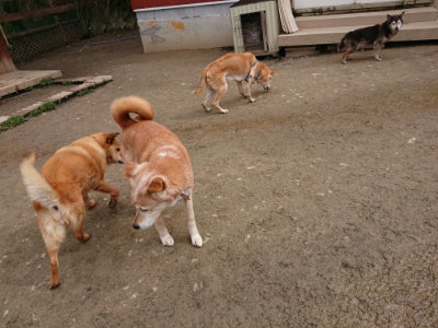 f:id:roukenhome-ann:20190324052600j:plain f:id:roukenhome-ann:20190324052600j:plain