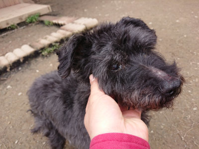 f:id:roukenhome-ann:20190324053204j:plain f:id:roukenhome-ann:20190324053204j:plain