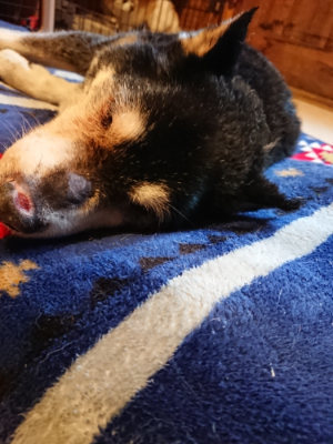 f:id:roukenhome-ann:20190324053350j:plain f:id:roukenhome-ann:20190324053350j:plain