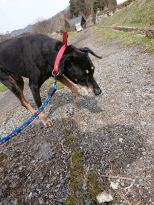 f:id:roukenhome-ann:20190326073719j:plain