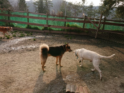 f:id:roukenhome-ann:20190327051543j:plain