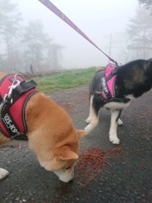 f:id:roukenhome-ann:20190328082000j:plain f:id:roukenhome-ann:20190328082000j:plain