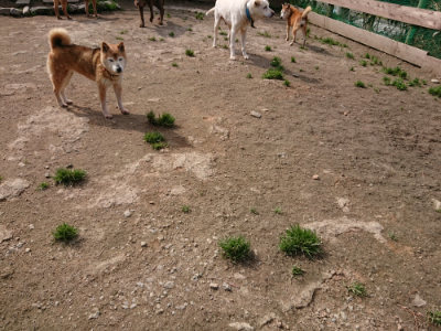 f:id:roukenhome-ann:20190330071942j:plain f:id:roukenhome-ann:20190330071942j:plain