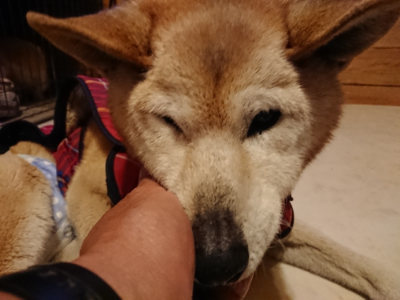 f:id:roukenhome-ann:20190402052555j:plain f:id:roukenhome-ann:20190402052555j:plain