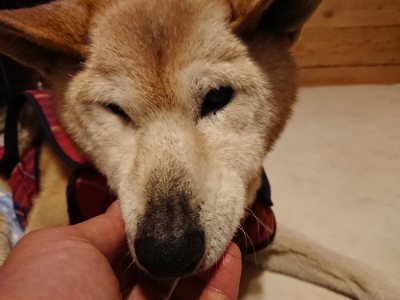 f:id:roukenhome-ann:20190402052600j:plain f:id:roukenhome-ann:20190402052600j:plain