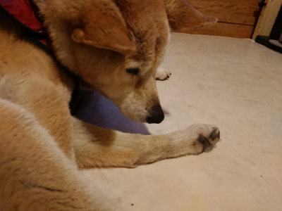 f:id:roukenhome-ann:20190402052647j:plain f:id:roukenhome-ann:20190402052647j:plain
