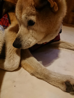 f:id:roukenhome-ann:20190402052654j:plain f:id:roukenhome-ann:20190402052654j:plain
