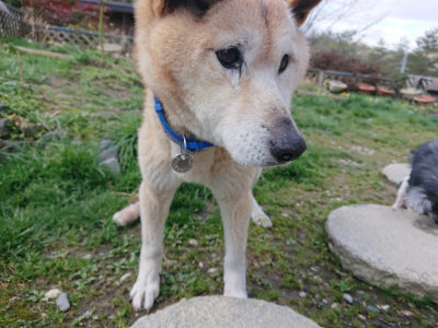 f:id:roukenhome-ann:20190402052741j:plain f:id:roukenhome-ann:20190402052741j:plain