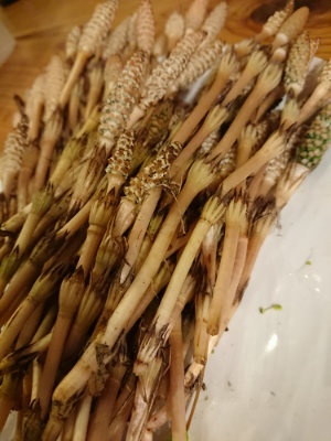 f:id:roukenhome-ann:20190402205022j:plain f:id:roukenhome-ann:20190402205022j:plain