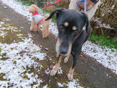 f:id:roukenhome-ann:20190402205248j:plain f:id:roukenhome-ann:20190402205248j:plain