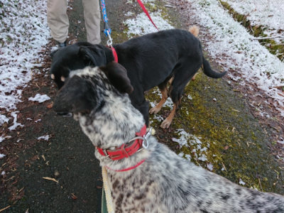 f:id:roukenhome-ann:20190402205741j:plain f:id:roukenhome-ann:20190402205741j:plain