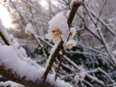 f:id:roukenhome-ann:20190402205749j:plain f:id:roukenhome-ann:20190402205749j:plain