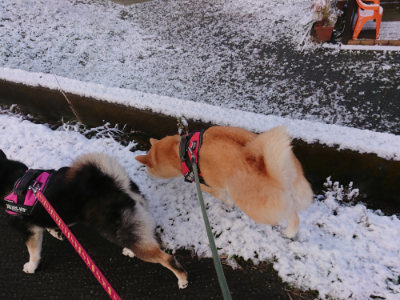 f:id:roukenhome-ann:20190402205755j:plain f:id:roukenhome-ann:20190402205755j:plain