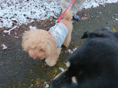 f:id:roukenhome-ann:20190402205801j:plain f:id:roukenhome-ann:20190402205801j:plain