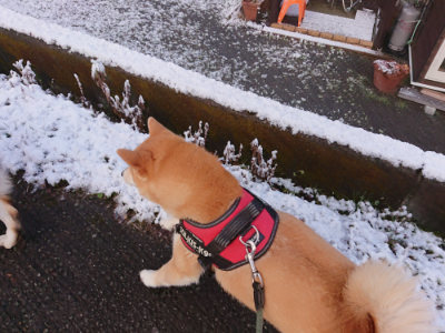 f:id:roukenhome-ann:20190402205859j:plain f:id:roukenhome-ann:20190402205859j:plain