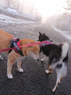 f:id:roukenhome-ann:20190402205920j:plain f:id:roukenhome-ann:20190402205920j:plain