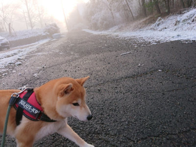 f:id:roukenhome-ann:20190402205932j:plain f:id:roukenhome-ann:20190402205932j:plain