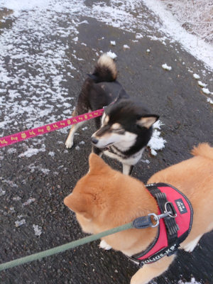 f:id:roukenhome-ann:20190402205945j:plain f:id:roukenhome-ann:20190402205945j:plain