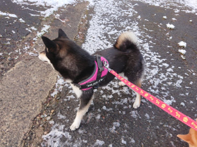 f:id:roukenhome-ann:20190402205954j:plain f:id:roukenhome-ann:20190402205954j:plain