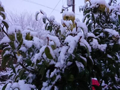 f:id:roukenhome-ann:20190402210102j:plain f:id:roukenhome-ann:20190402210102j:plain