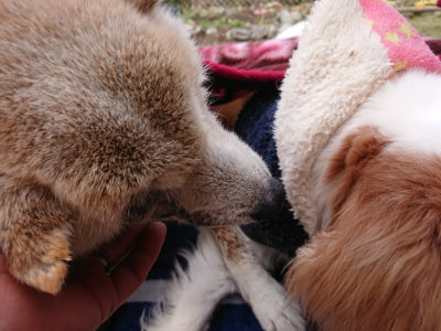 f:id:roukenhome-ann:20190403100228j:plain f:id:roukenhome-ann:20190403100228j:plain