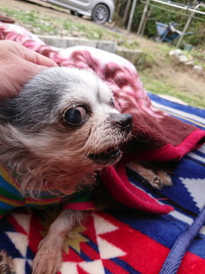 f:id:roukenhome-ann:20190403100758j:plain f:id:roukenhome-ann:20190403100758j:plain