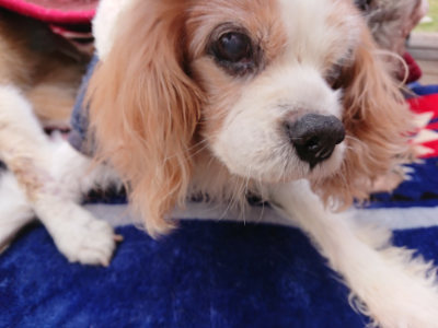 f:id:roukenhome-ann:20190403100828j:plain f:id:roukenhome-ann:20190403100828j:plain