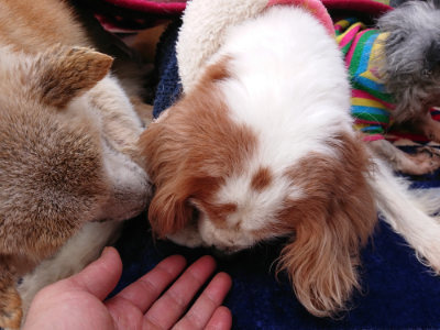 f:id:roukenhome-ann:20190403101302j:plain f:id:roukenhome-ann:20190403101302j:plain