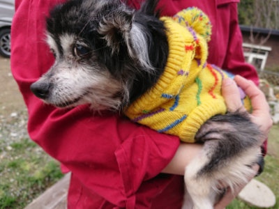 f:id:roukenhome-ann:20190403101358j:plain f:id:roukenhome-ann:20190403101358j:plain
