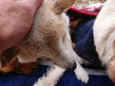f:id:roukenhome-ann:20190403101415j:plain f:id:roukenhome-ann:20190403101415j:plain
