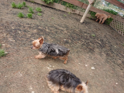 f:id:roukenhome-ann:20190403132706j:plain f:id:roukenhome-ann:20190403132706j:plain