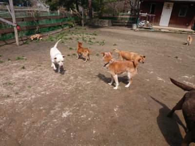 f:id:roukenhome-ann:20190403132723j:plain f:id:roukenhome-ann:20190403132723j:plain