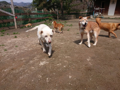 f:id:roukenhome-ann:20190403132754j:plain f:id:roukenhome-ann:20190403132754j:plain