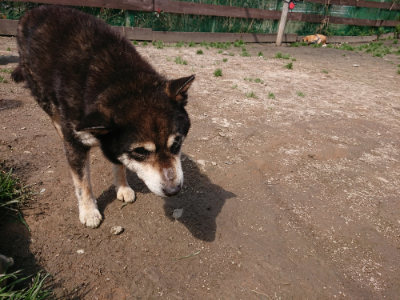 f:id:roukenhome-ann:20190403132817j:plain f:id:roukenhome-ann:20190403132817j:plain