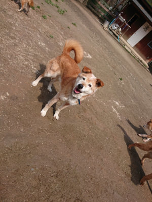 f:id:roukenhome-ann:20190403132824j:plain f:id:roukenhome-ann:20190403132824j:plain