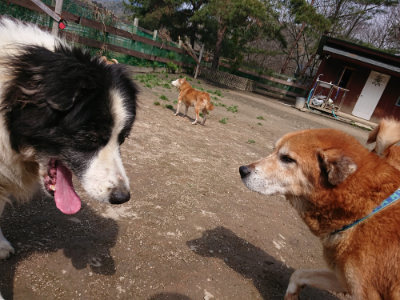 f:id:roukenhome-ann:20190403132840j:plain f:id:roukenhome-ann:20190403132840j:plain