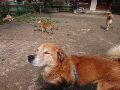 f:id:roukenhome-ann:20190403132857j:plain f:id:roukenhome-ann:20190403132857j:plain