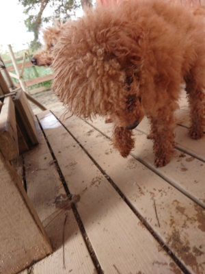 f:id:roukenhome-ann:20190403132912j:plain f:id:roukenhome-ann:20190403132912j:plain