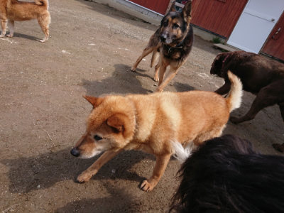 f:id:roukenhome-ann:20190403132919j:plain f:id:roukenhome-ann:20190403132919j:plain