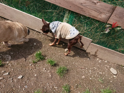 f:id:roukenhome-ann:20190403132938j:plain f:id:roukenhome-ann:20190403132938j:plain